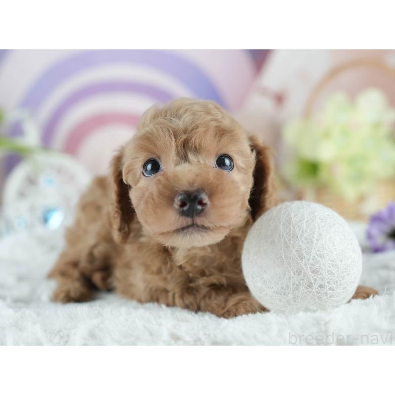 成約済の茨城県のトイプードル-413683の3枚目